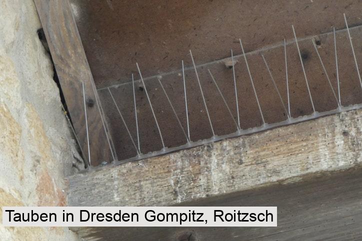Tauben in Dresden Gompitz, Roitzsch